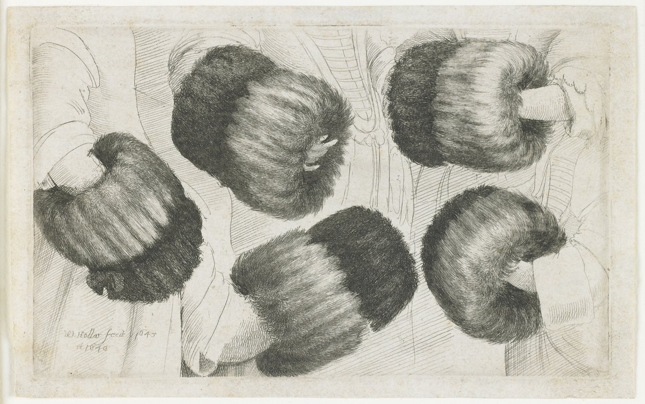 Um Muff em Cinco Vistas, 1645-1646 de Wenceslaus Hollar