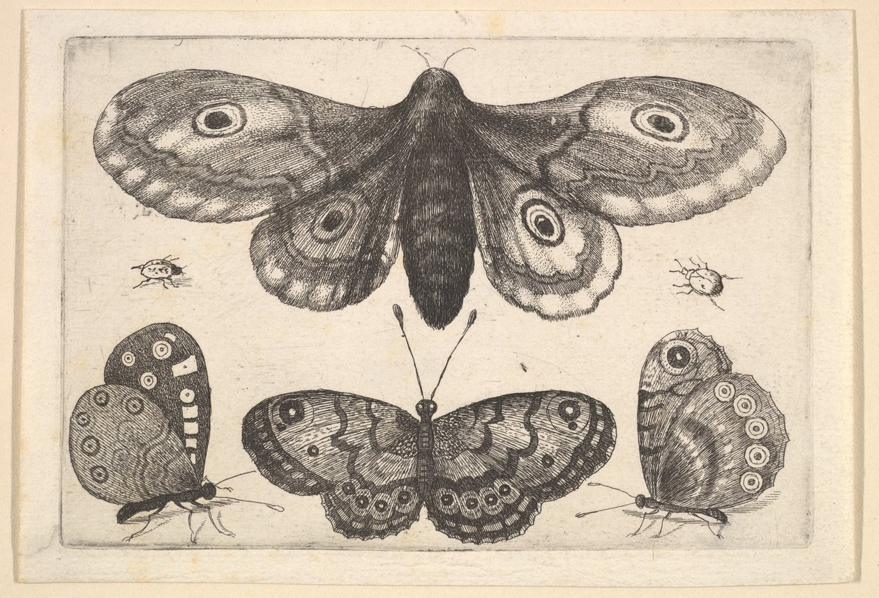 Uma mariposa, três borboletas e dois besouros, 1646. de Wenceslaus Hollar