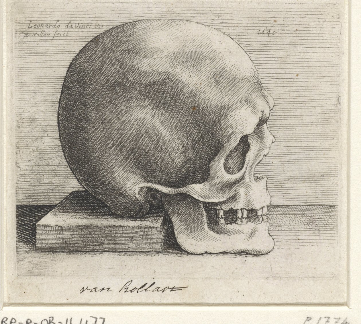 Estudo anatómico de um crânio de Wenceslaus Hollar