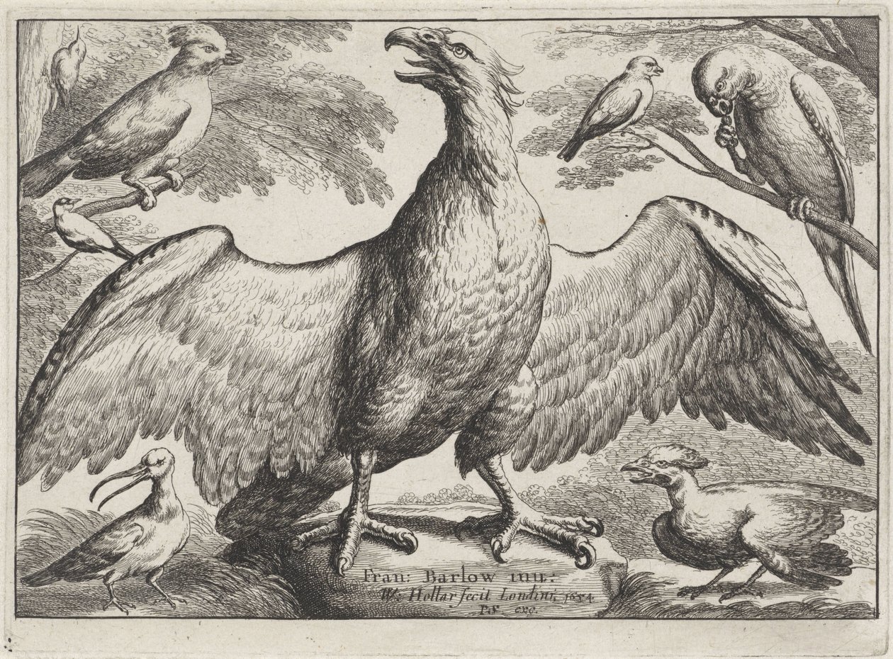 Águia
Várias aves (título da série) de Wenceslaus Hollar