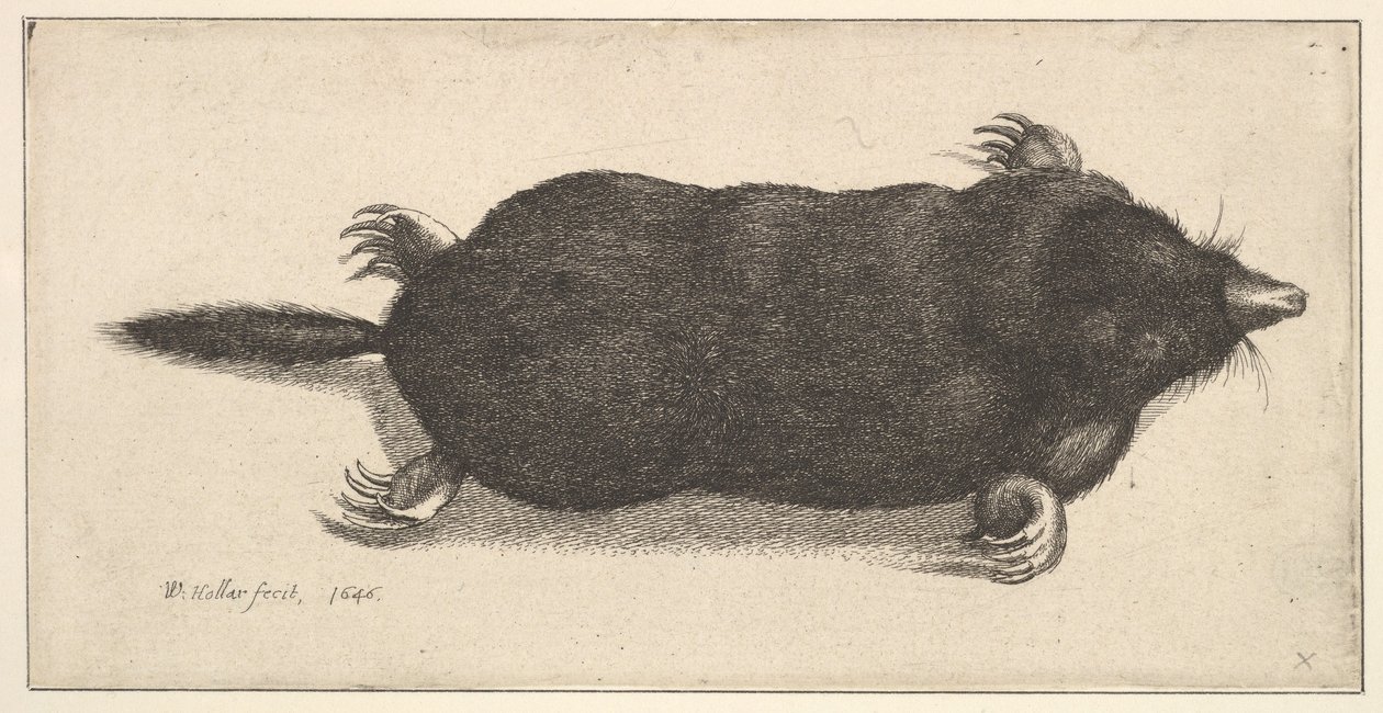 Dead Mole, 1646. de Wenceslaus Hollar