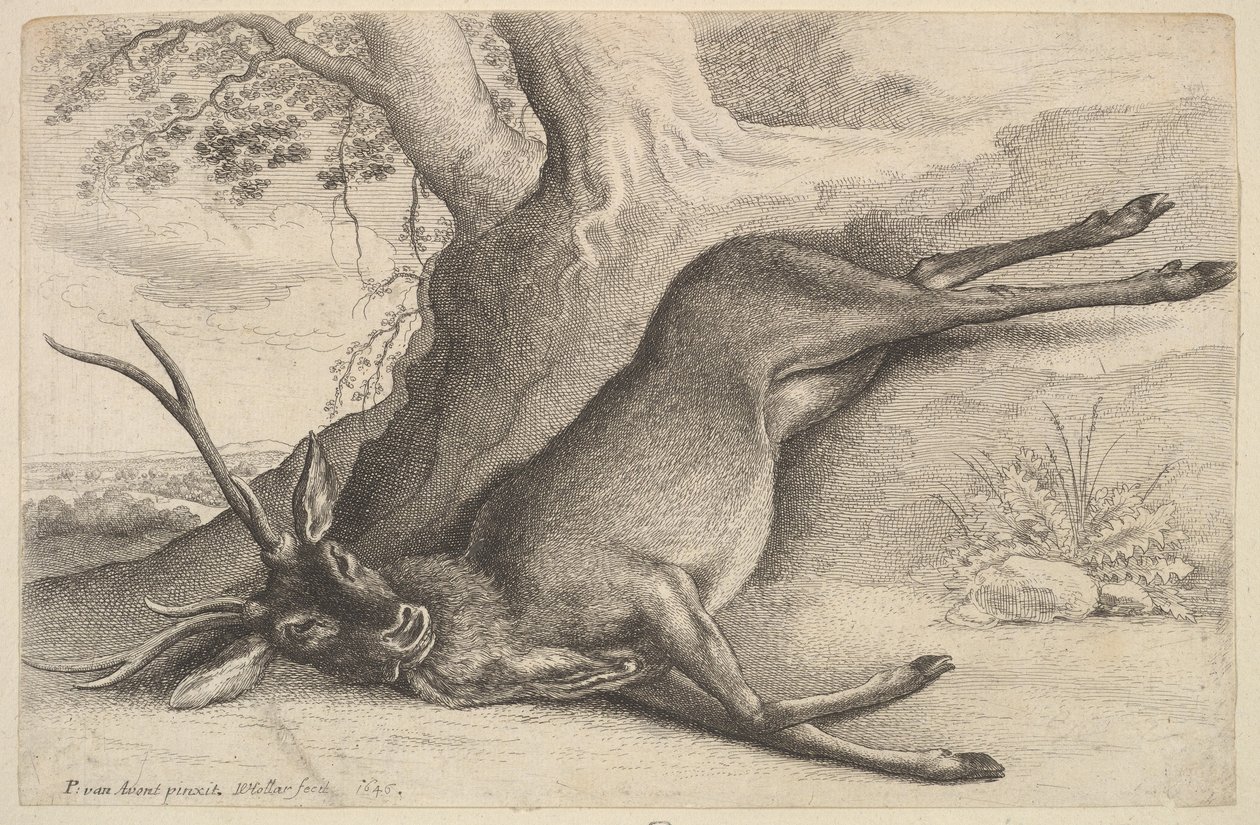 Veado morto, 1646. de Wenceslaus Hollar