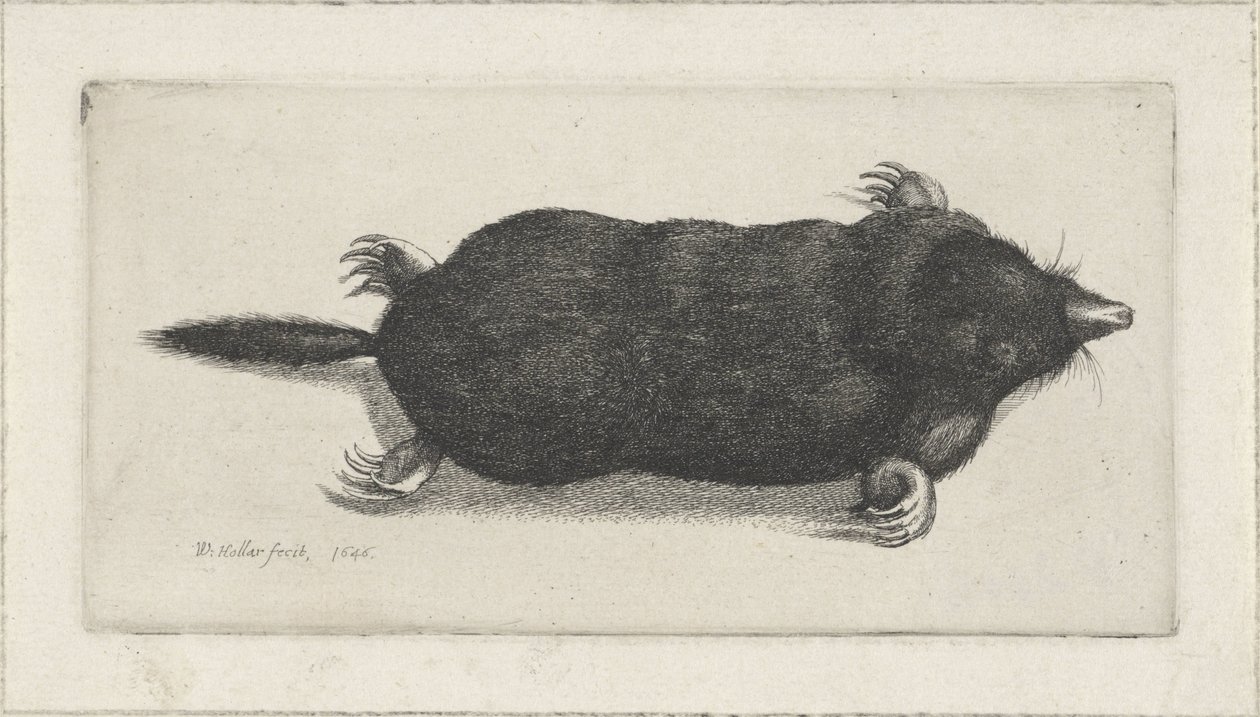 toupeira morta de Wenceslaus Hollar