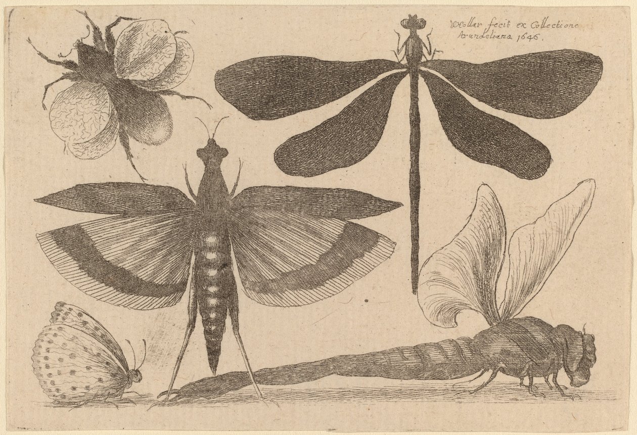 Libélulas, uma Abelha e uma Borboleta de Wenceslaus Hollar