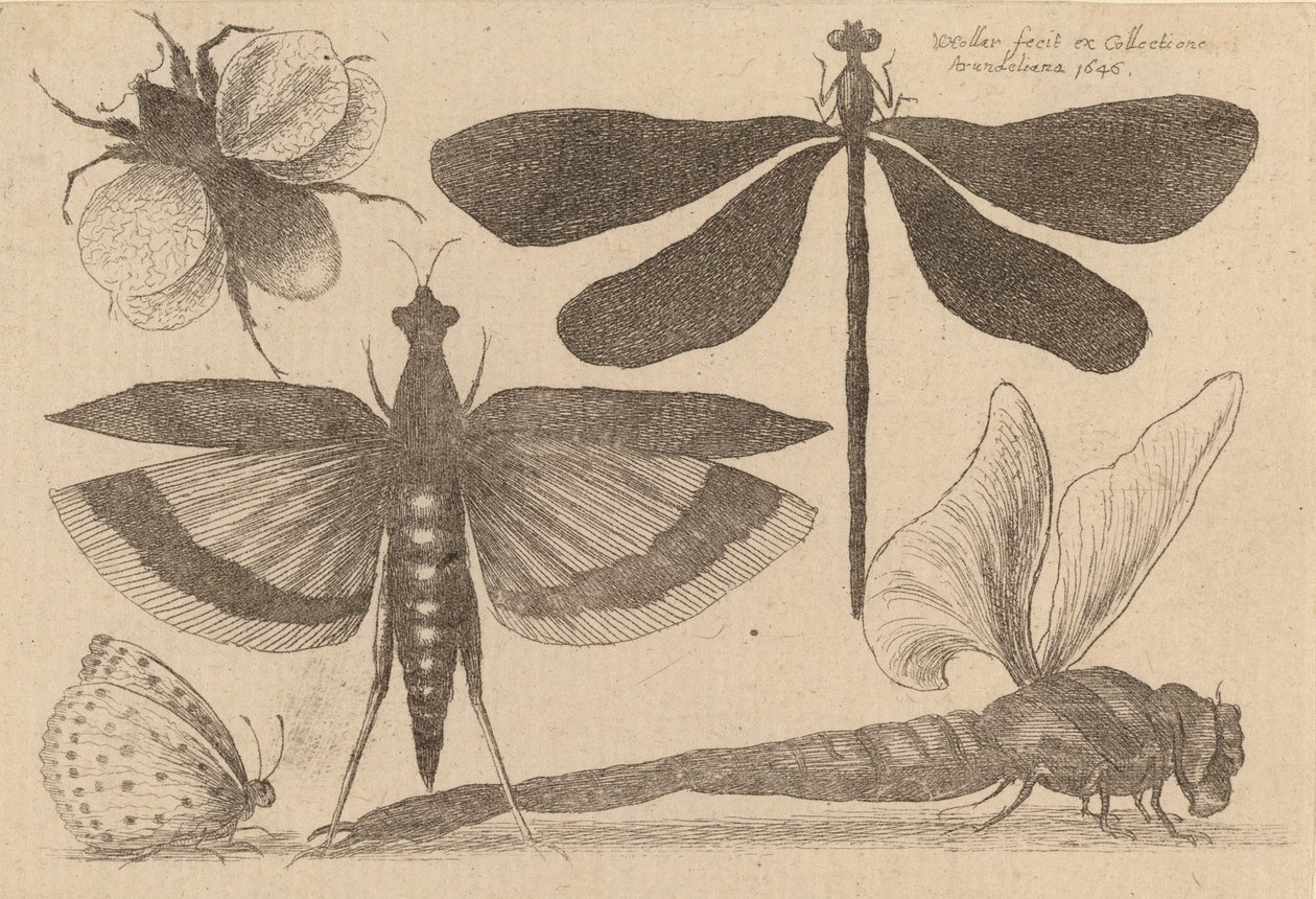Libélulas e um Bumble Bee, 1646. de Wenceslaus Hollar