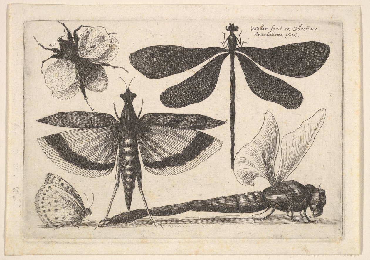 Libélulas e uma abelha, 1646. de Wenceslaus Hollar