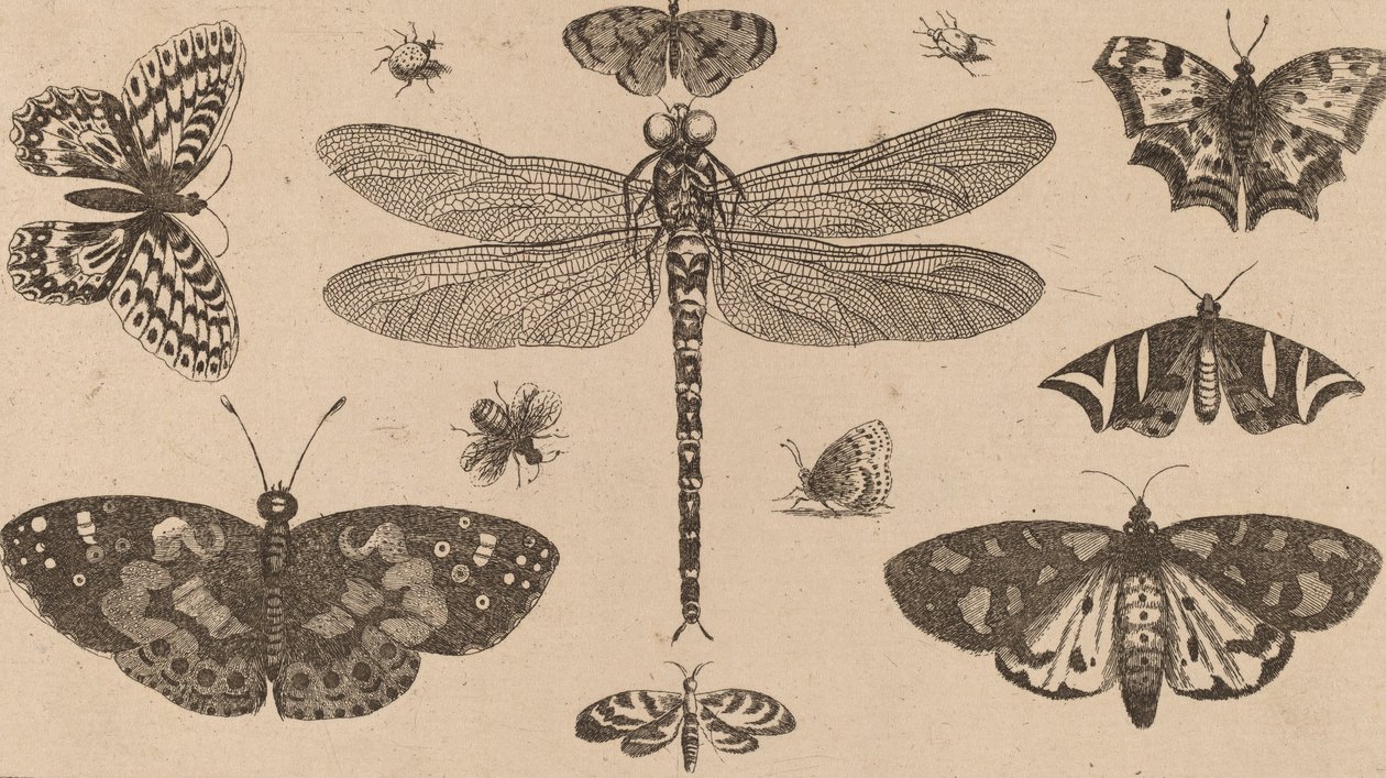 Libélulas, Joaninhas, e Borboletas. de Wenceslaus Hollar