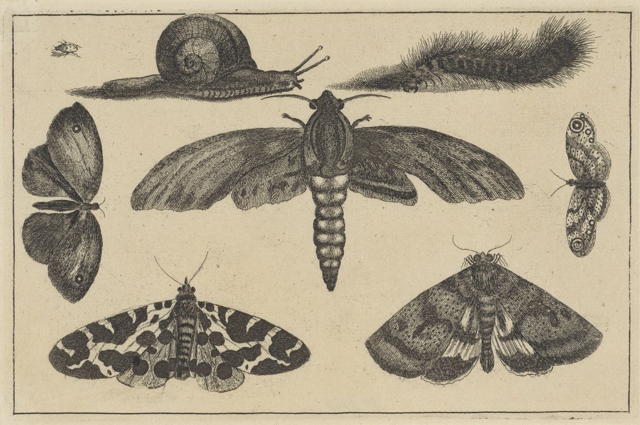 Três mariposas, borboletas, escaravelho, caracol e lagarta
Vários insectos (título da série)
Diversae Insectorum (título da série) de Wenceslaus Hollar