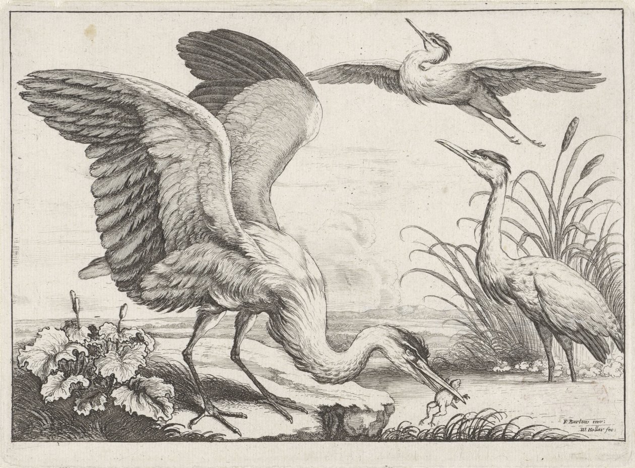 Três garças
Diversae avium species (título da série)
Várias aves (título da série) de Wenceslaus Hollar