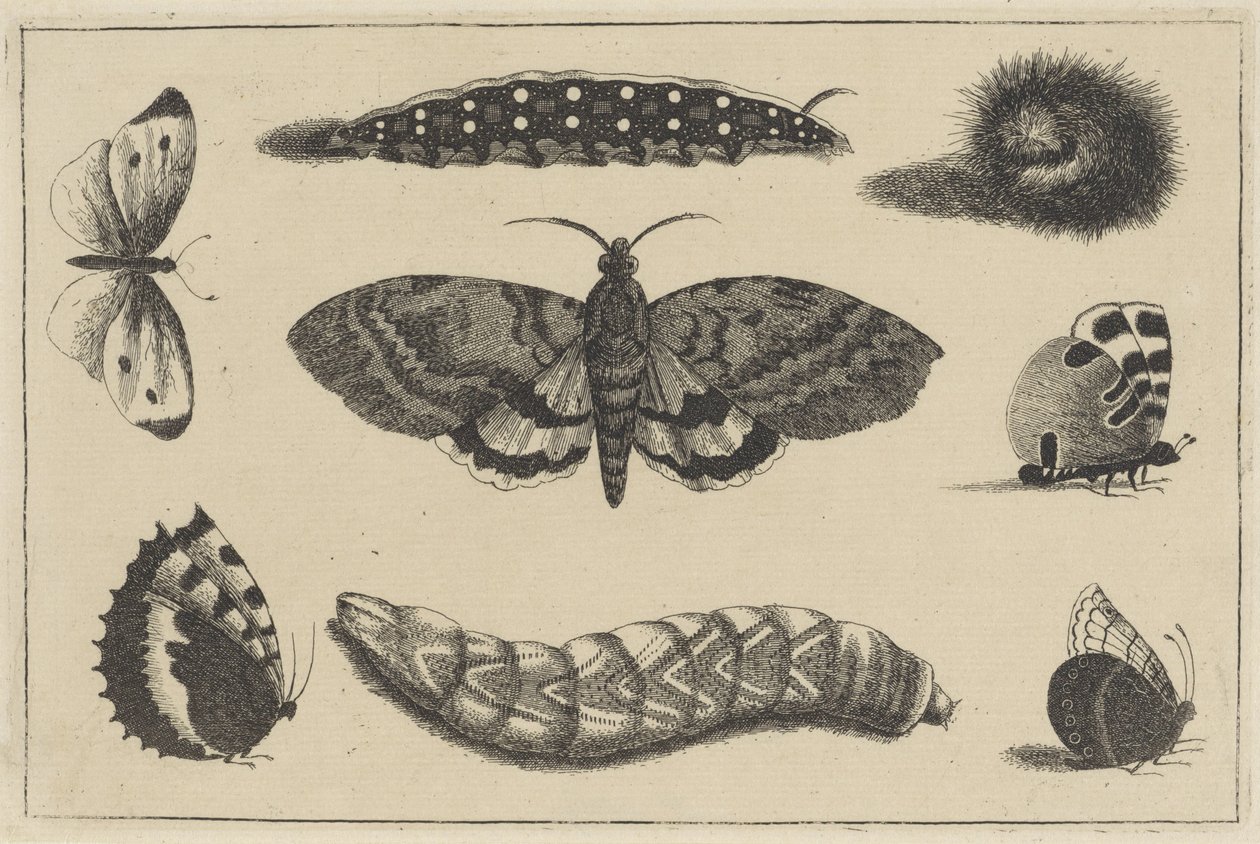 Três lagartas, uma mariposa e quatro borboletas Vários insetos (título da série) Diversae Insectorum (título da série) de Wenceslaus Hollar