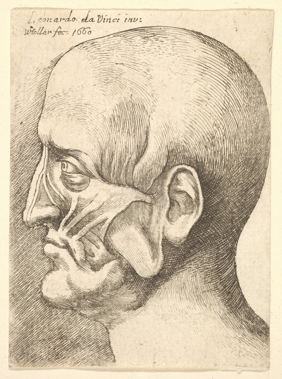 Ecorche cabeça de um homem de perfil à esquerda, 1660. de Wenceslaus Hollar