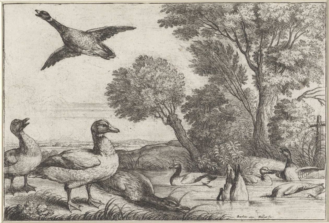 Patos
Diversae avium species (título da série)
Várias aves (título da série) de Wenceslaus Hollar