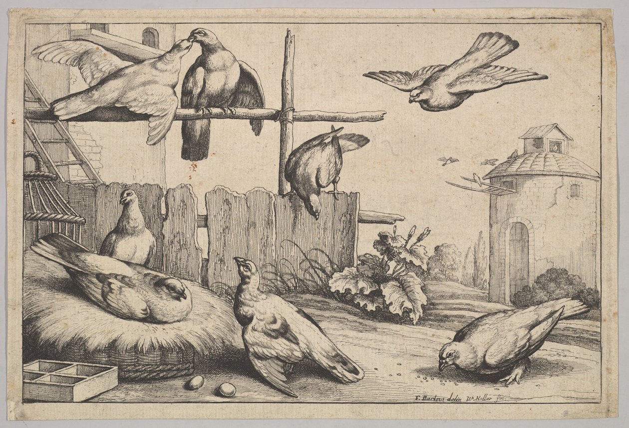 Oito pombas, 1625-77. de Wenceslaus Hollar