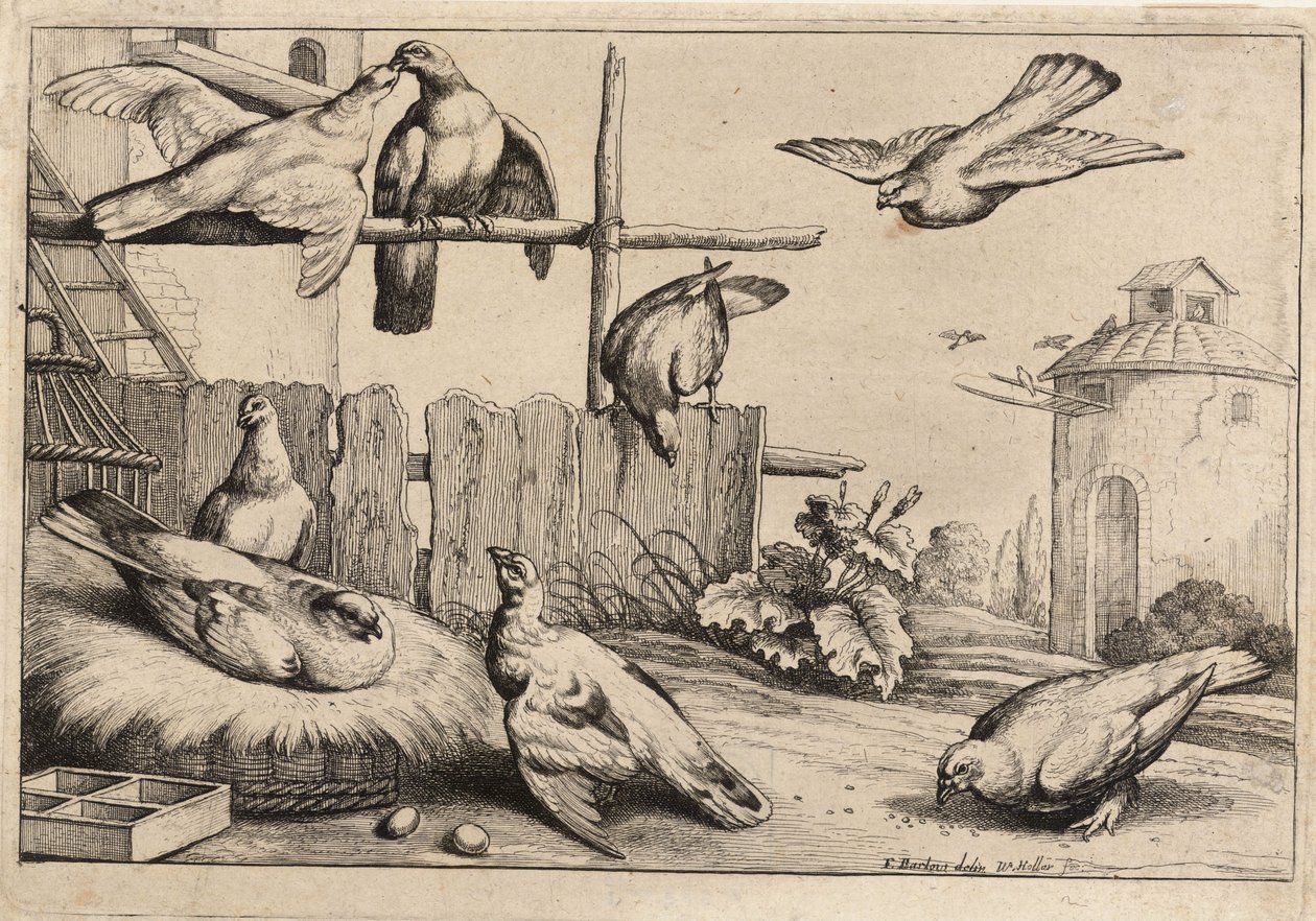 Oito pombas. Estado 1 de Wenceslaus Hollar