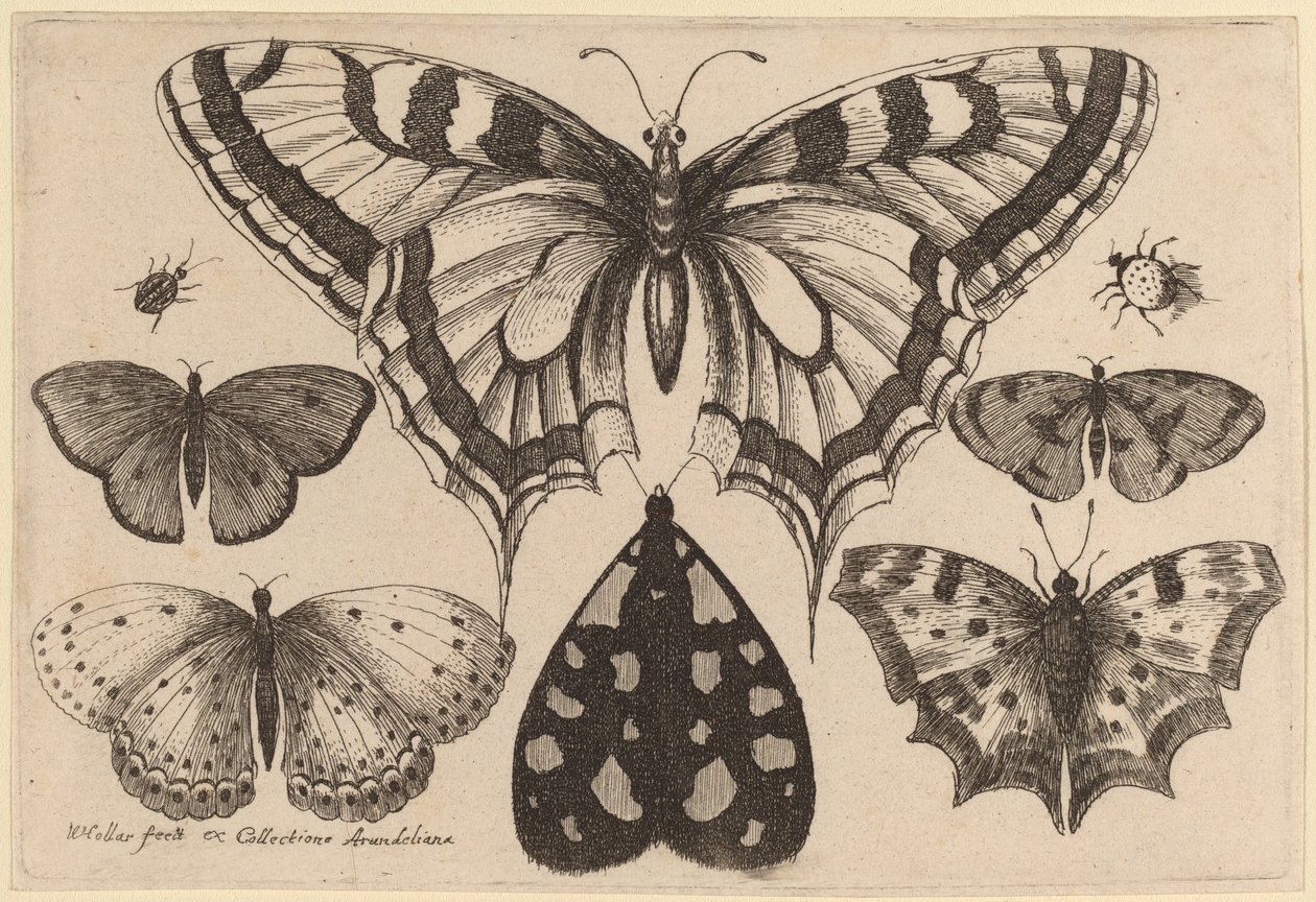 Cinco borboletas, uma mariposa, um besouro e uma aranha de Wenceslaus Hollar