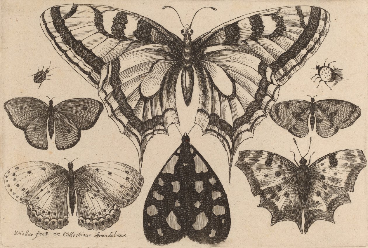 Five Butterflies, a Moth, and Two Beetles, 1646. de Wenceslaus Hollar