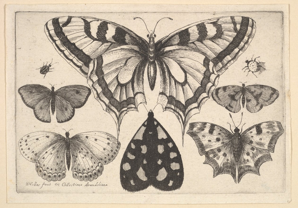 Cinco borboletas, uma mariposa e dois besouros, 1646. de Wenceslaus Hollar