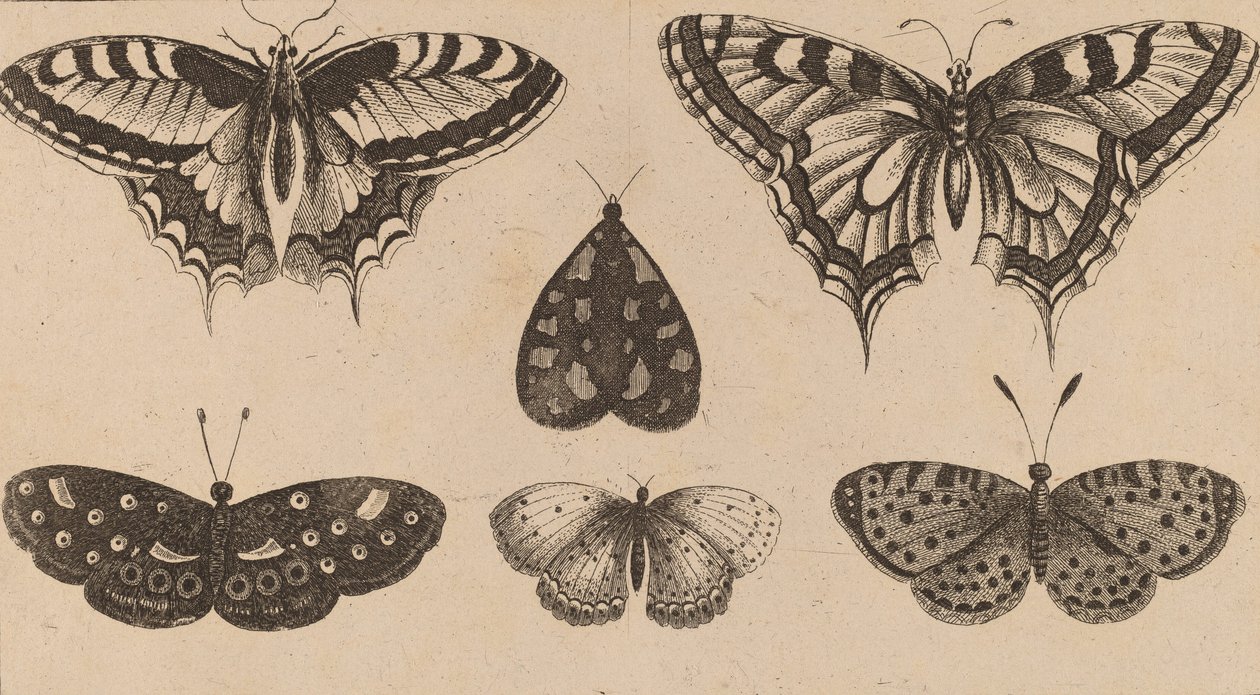 Cinco Borboletas e uma Traça. de Wenceslaus Hollar