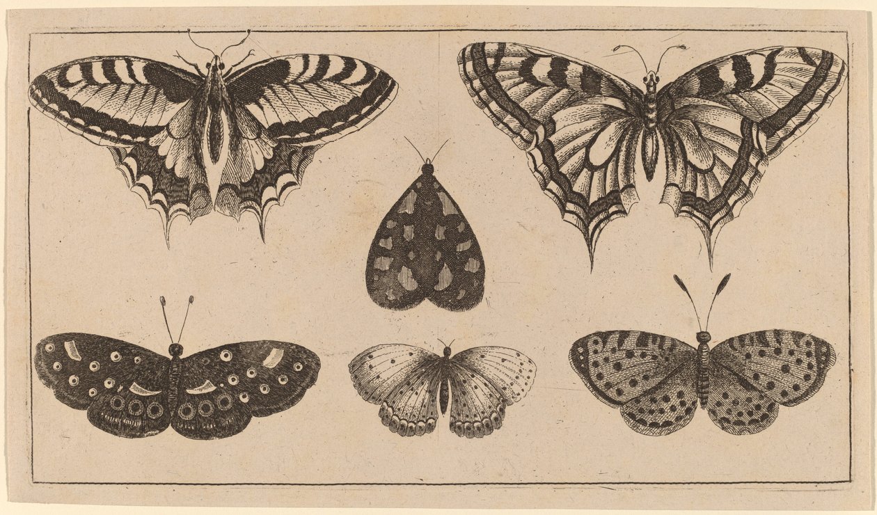 Cinco borboletas e uma mariposa de Wenceslaus Hollar