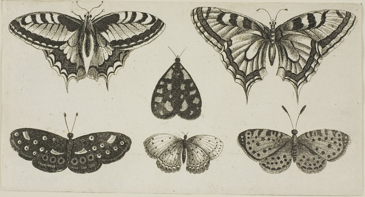 Cinco borboletas e uma mariposa de Wenceslaus Hollar
