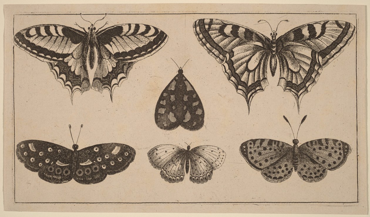 Cinco borboletas e uma traça de Wenceslaus Hollar