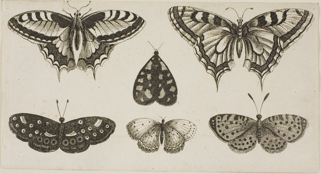 Cinco borboletas e uma mariposa de Wenceslaus Hollar