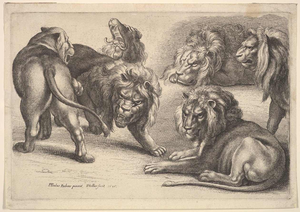Cinco Leões e uma Leoa, 1646. de Wenceslaus Hollar