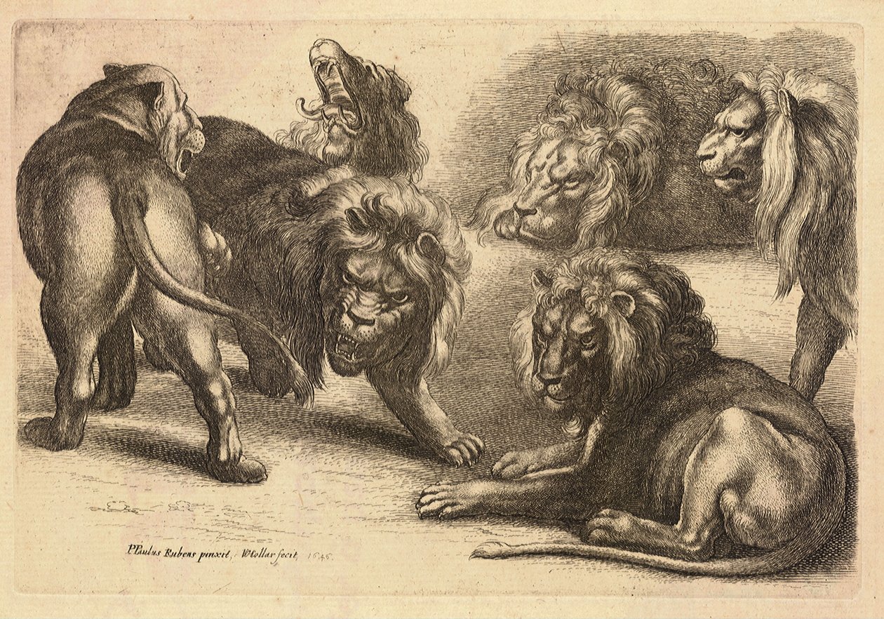 Cinco leões e uma leoa, depois de Rubens de Wenceslaus Hollar