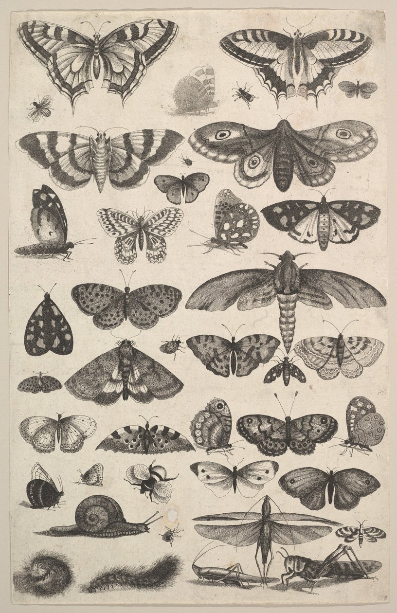 Quarenta e um insetos, incluindo mariposas e borboletas, 1625-77. de Wenceslaus Hollar