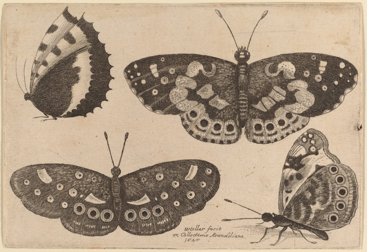 Quatro borboletas de Wenceslaus Hollar