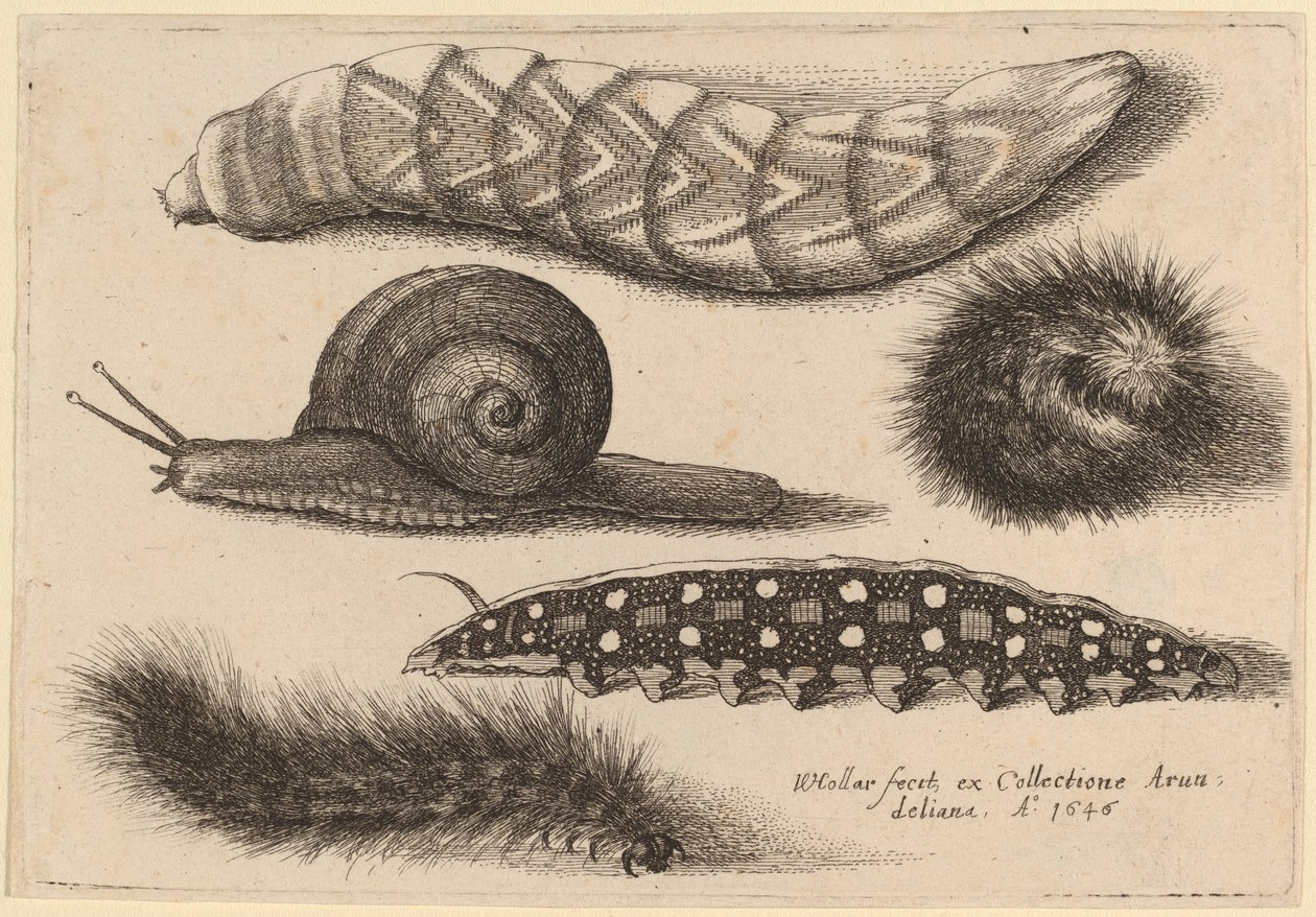 Quatro lagartas e um caracol de Wenceslaus Hollar