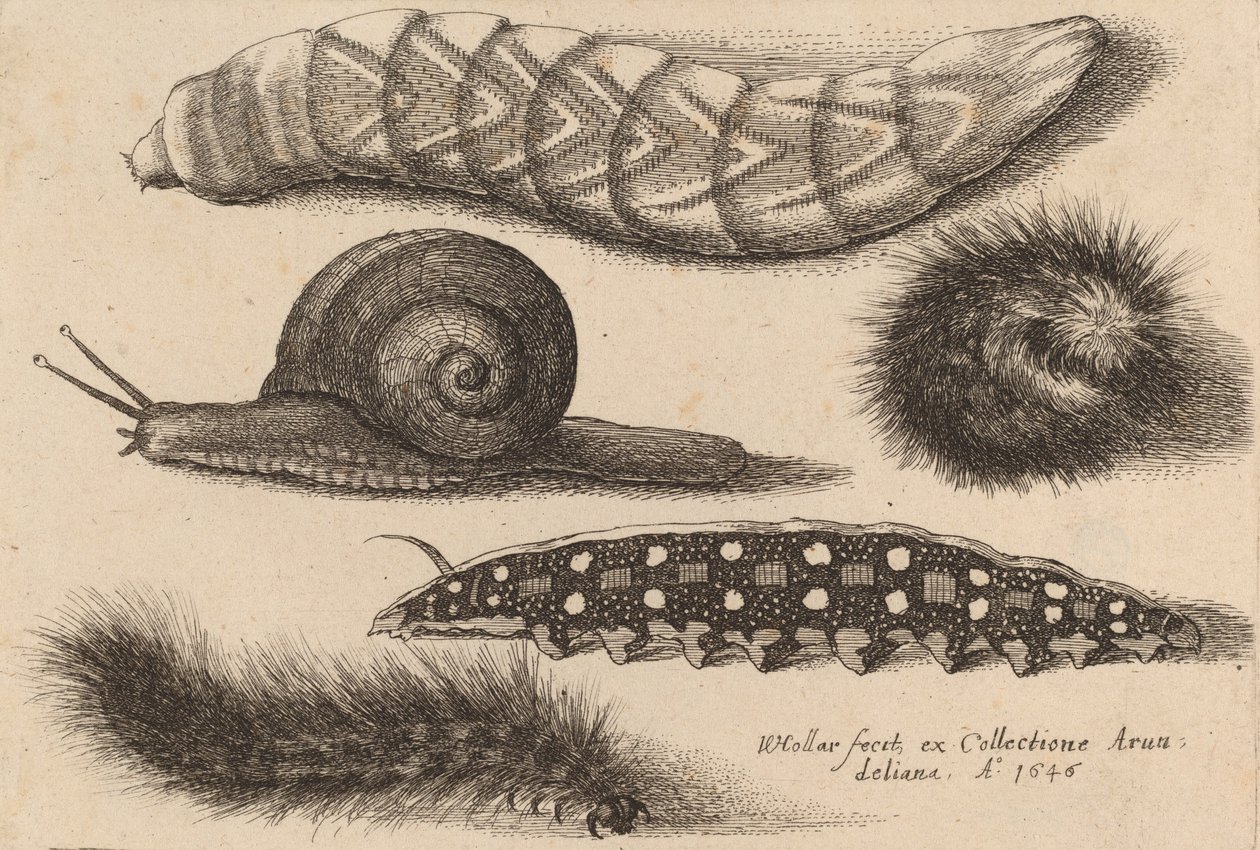 Quatro Lagartas e um Caracol, 1646. de Wenceslaus Hollar