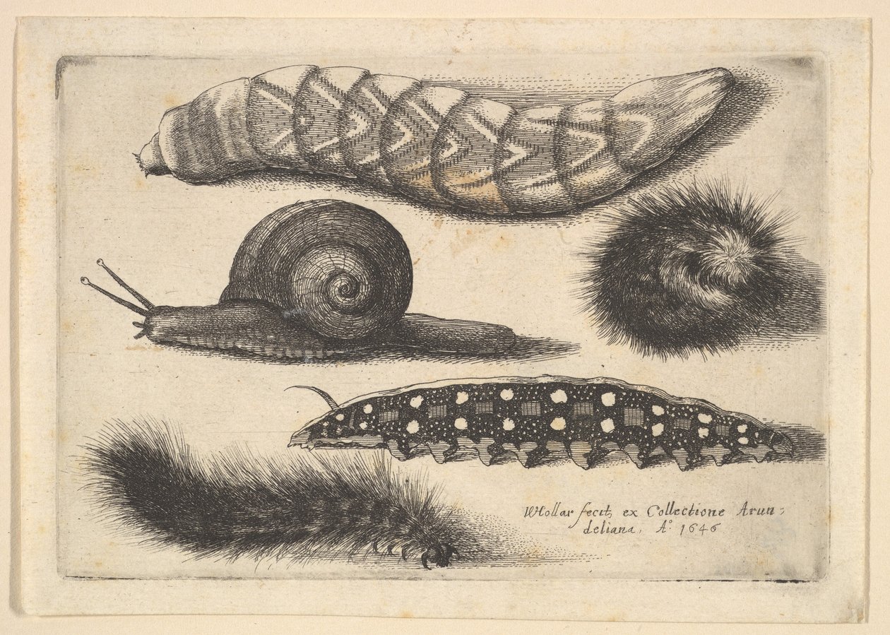 Quatro lagartas e um caracol, 1646. de Wenceslaus Hollar