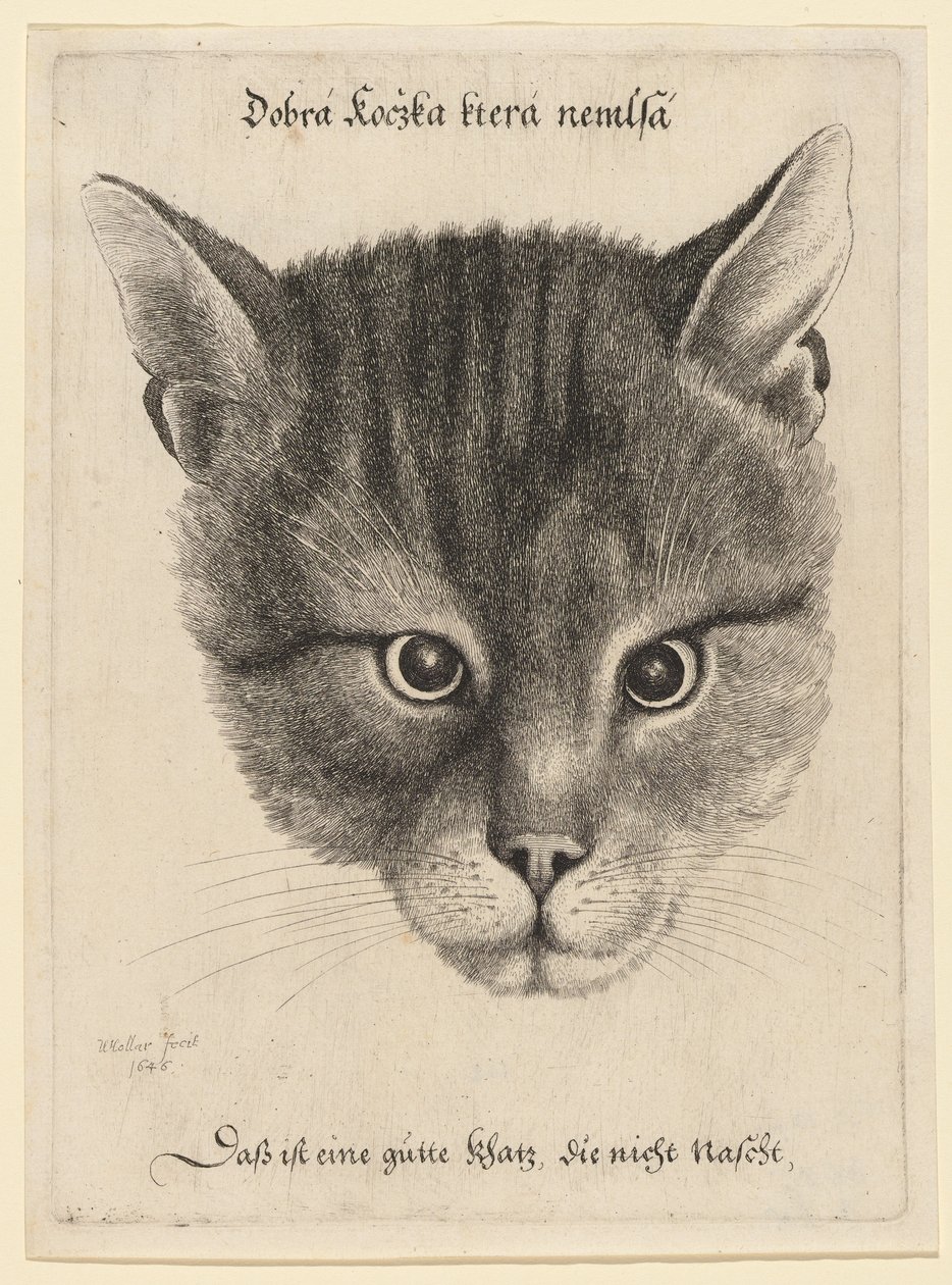 Cabeça de gato, tamanho médio de Wenceslaus Hollar