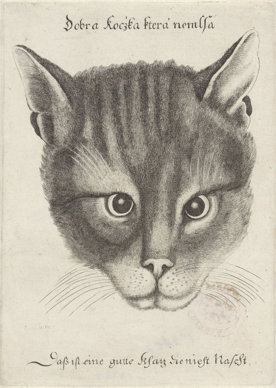 Cabeça de um gato de Wenceslaus Hollar