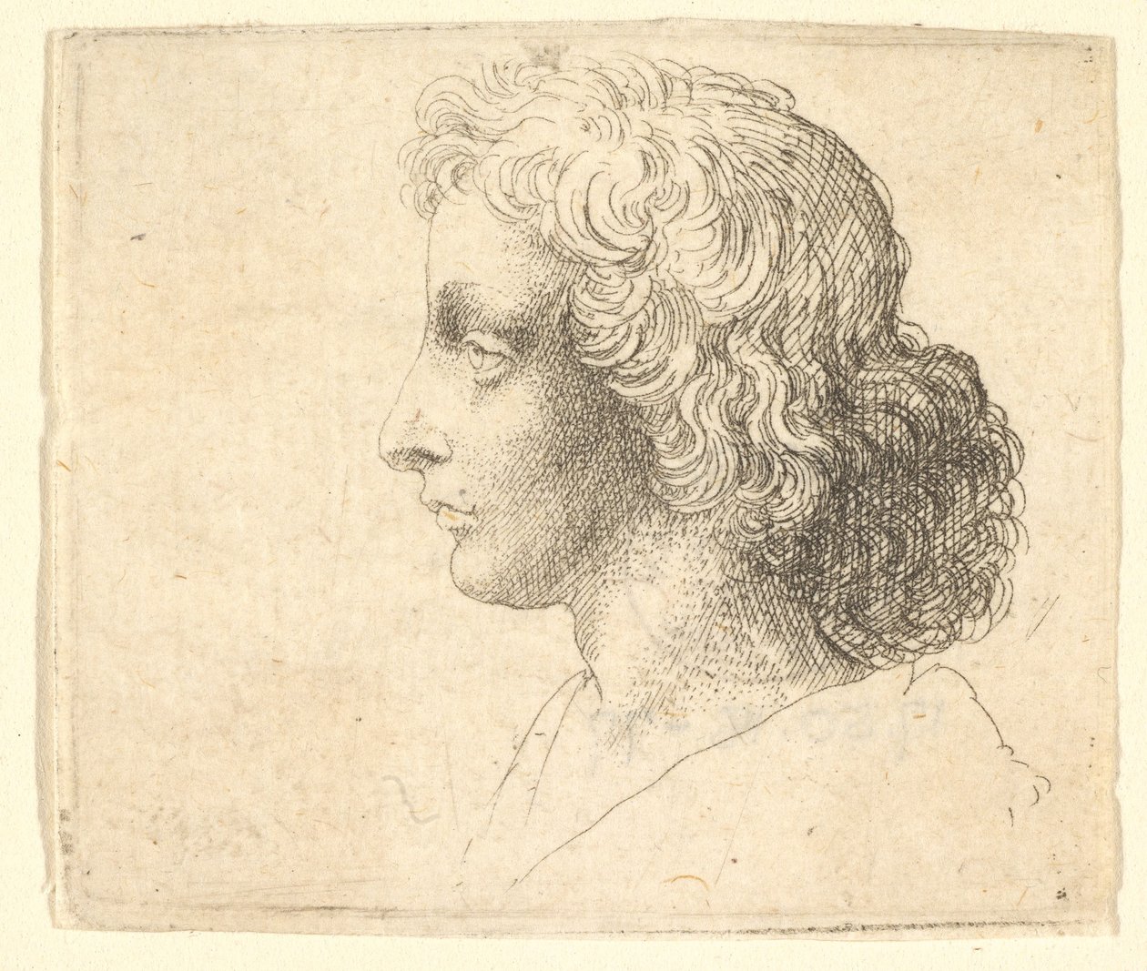 Cabeça de jovem com cabelos compridos em perfil à esquerda, 1644-52. de Wenceslaus Hollar