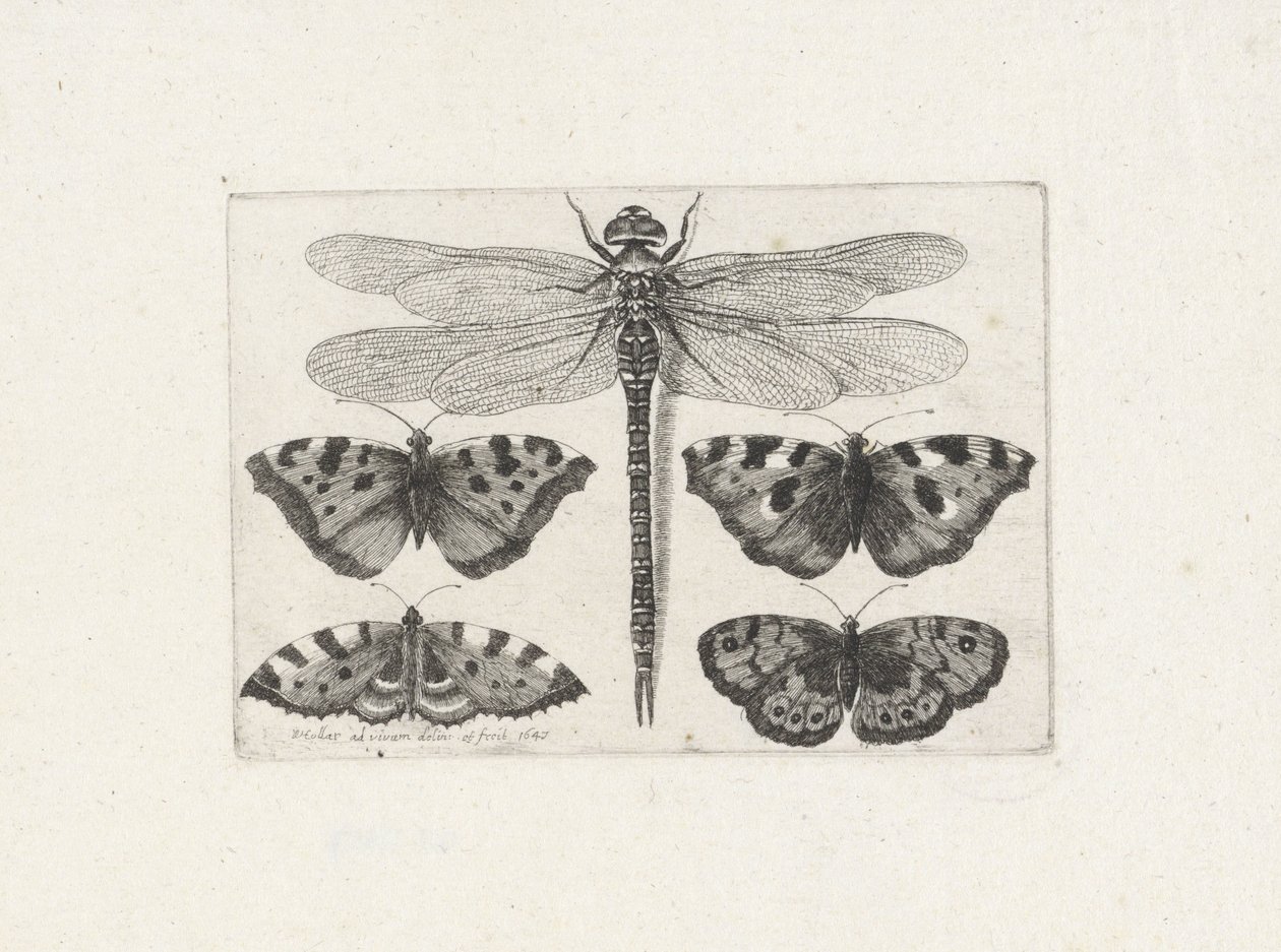 Libélula e quatro borboletas de Wenceslaus Hollar