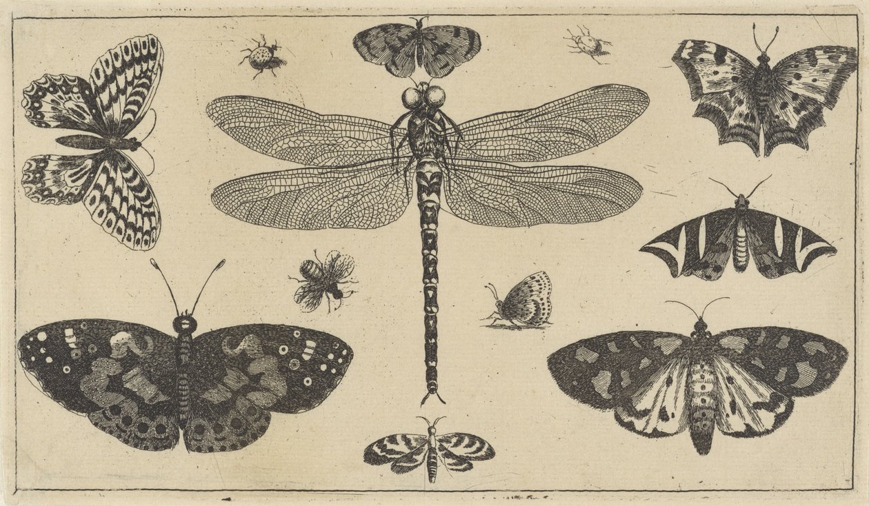 Libélula, joaninhas e borboletas Vários insetos (título da série) Diversae Insectorum (título da série) de Wenceslaus Hollar
