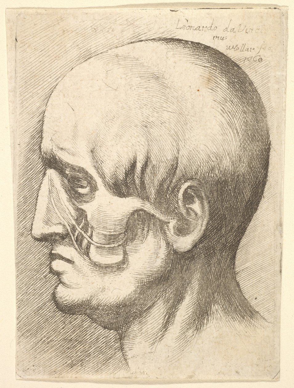 Cabeça masculina no perfil à esquerda com os músculos expostos, 1660. de Wenceslaus Hollar