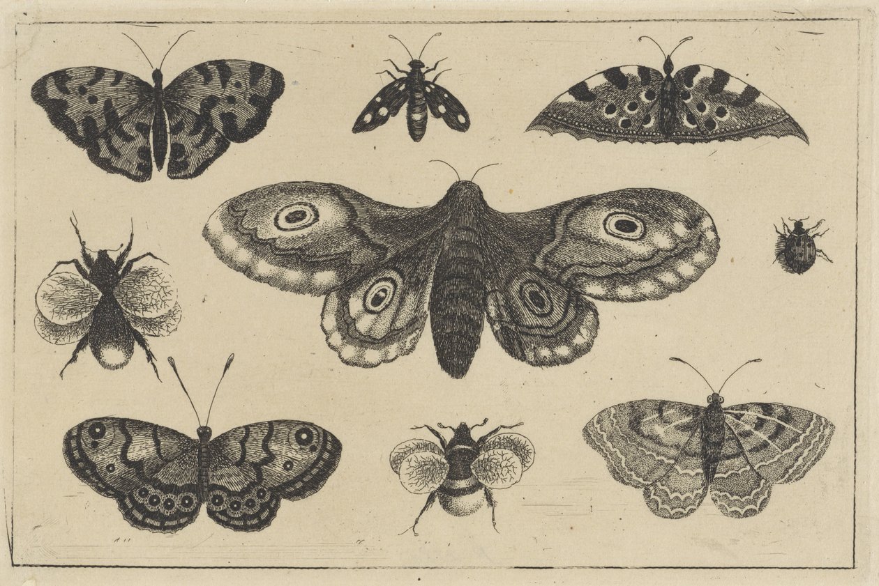 Traça, quatro borboletas, duas abelhas e dois outros insectos
Vários insectos (título da série)
Diversae Insectorum (título da série) de Wenceslaus Hollar