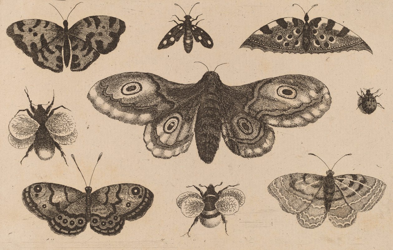 Traça, Borboleta e Abelha. de Wenceslaus Hollar