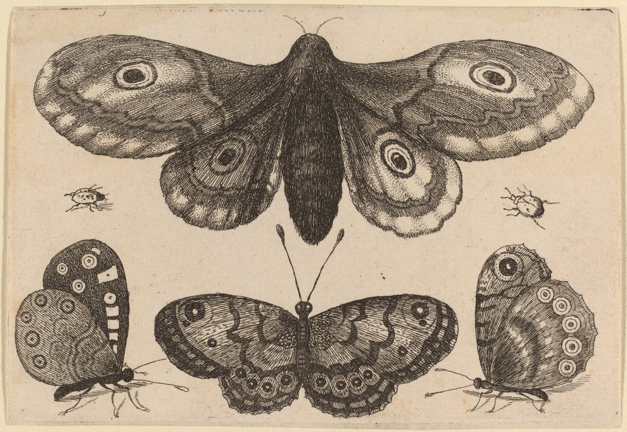 Traça, três borboletas e dois besouros de Wenceslaus Hollar