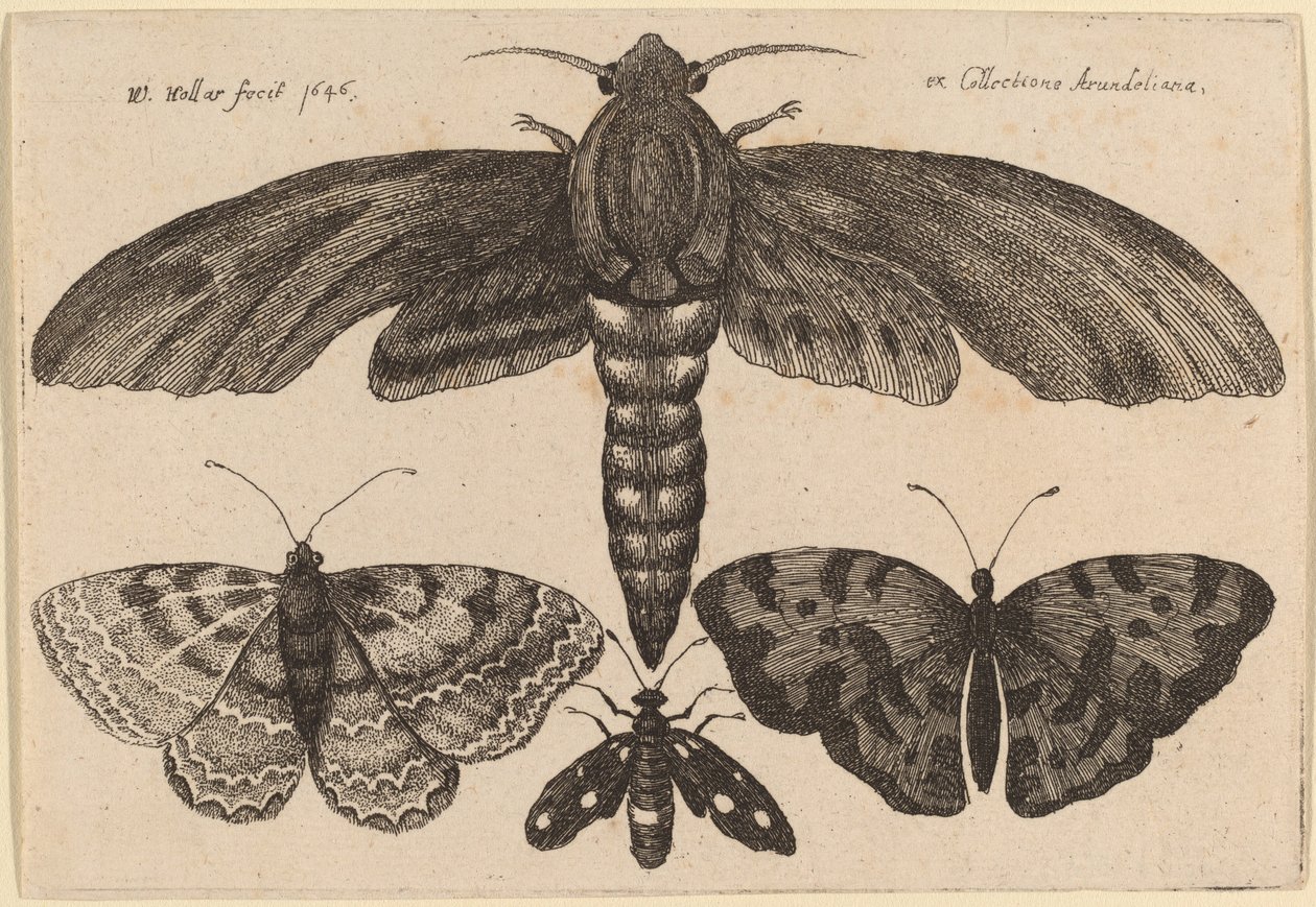 Traça e três borboletas de Wenceslaus Hollar