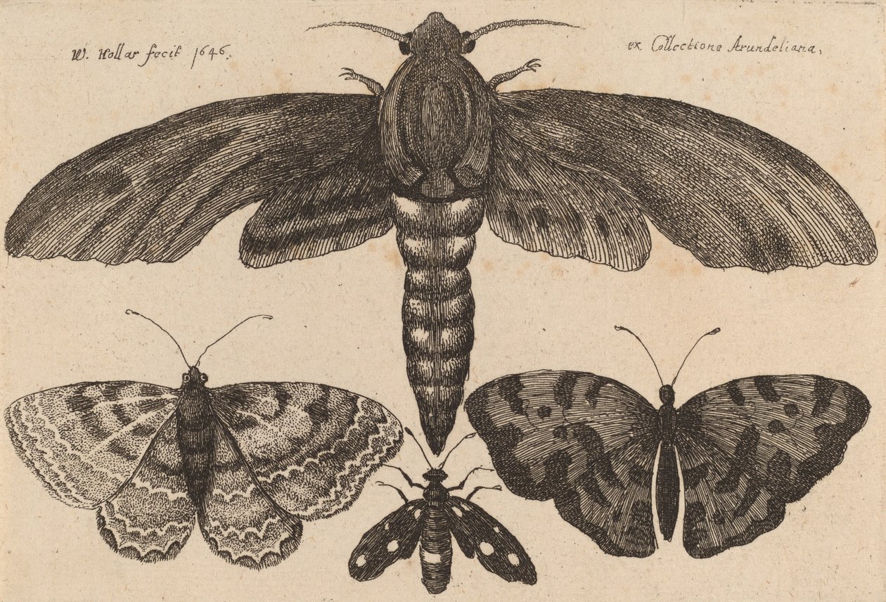 Traça e Três Borboletas, 1646. de Wenceslaus Hollar