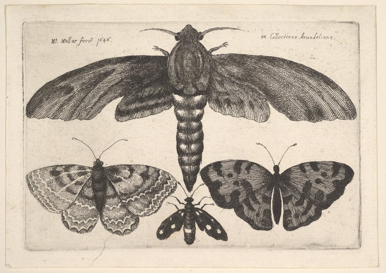 Mariposa e três borboletas, 1646. de Wenceslaus Hollar