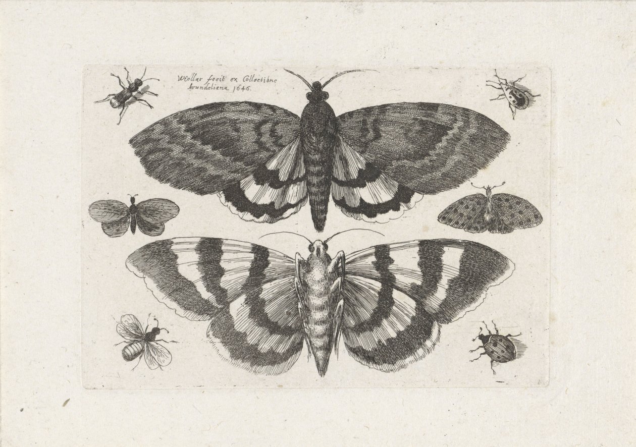 Traças e pequenos insectos
Insectos (título da série)
Muscarum Scarabeorum (título da série) de Wenceslaus Hollar