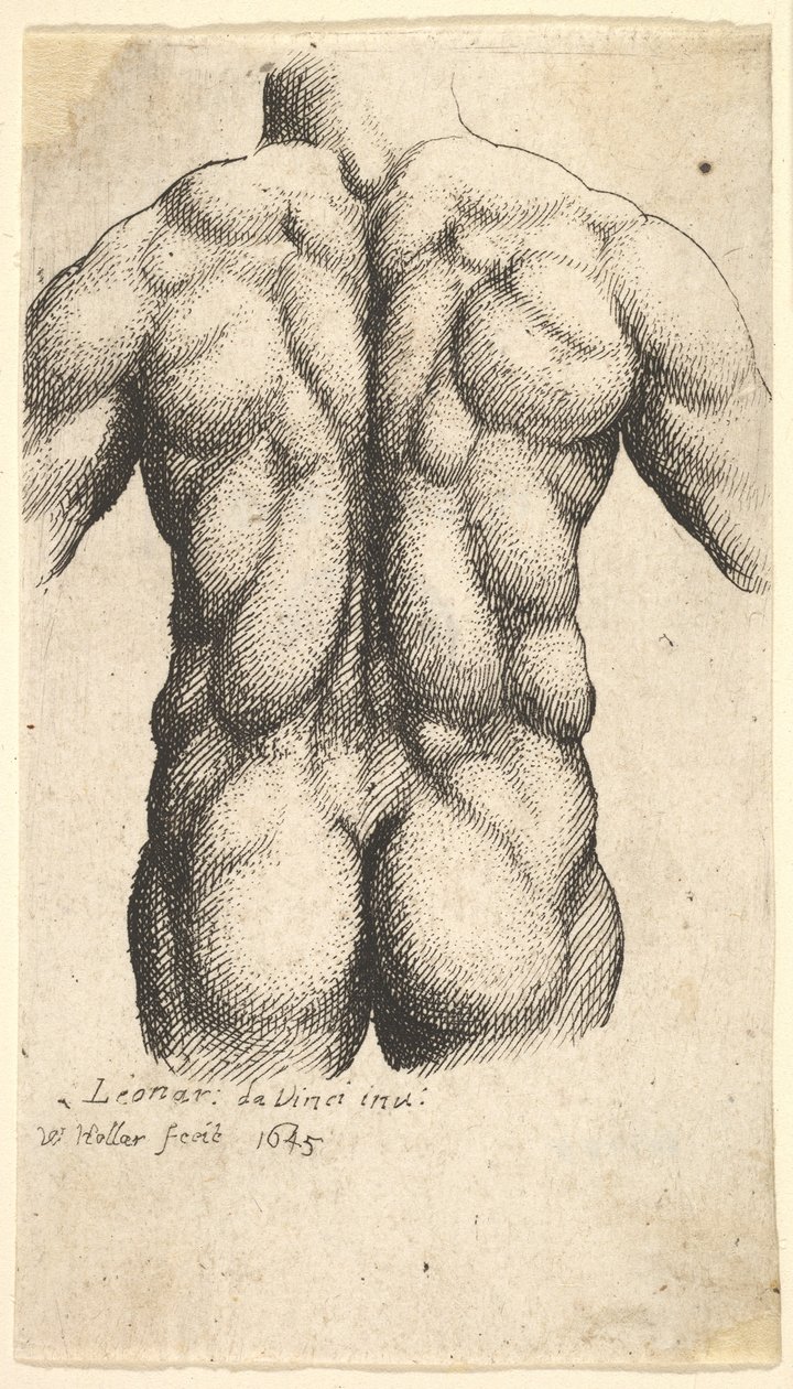 Torso masculino nu, visto por trás, 1645. de Wenceslaus Hollar