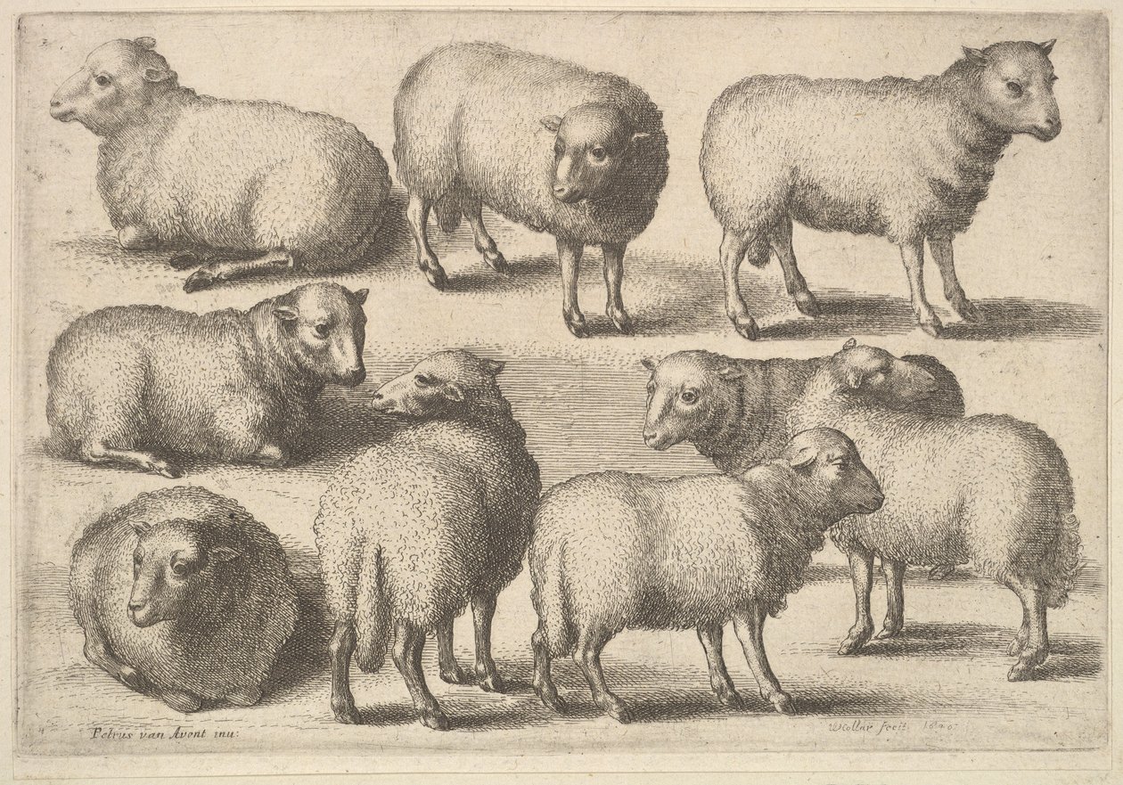 Nove ovelhas, 1646. de Wenceslaus Hollar