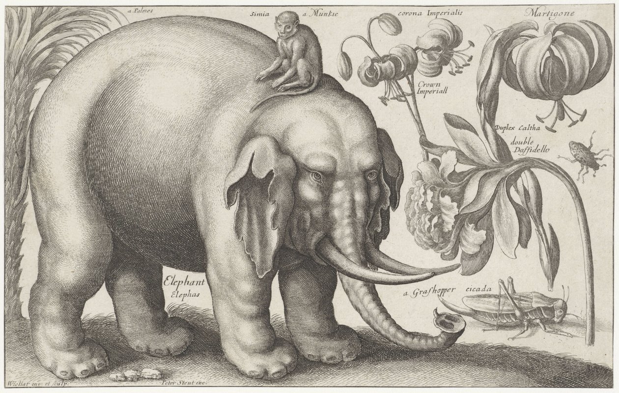 Elefante, macaco, flores e insetos Plantas e Animais (título da série) Animalium Ferarum (título da série no objeto) de Wenceslaus Hollar