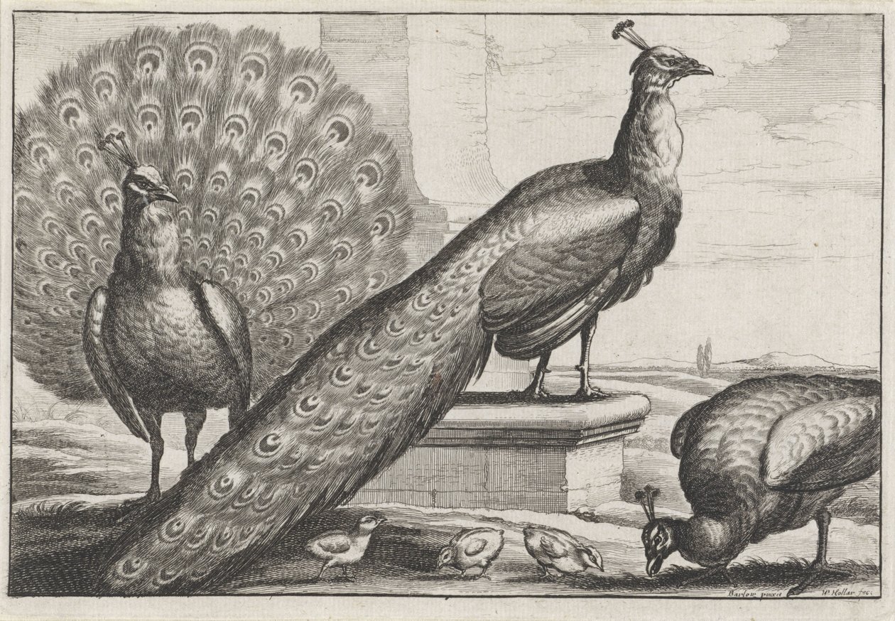 pavões Diversae avium espécies (título da série) Pássaros diferentes (título da série) de Wenceslaus Hollar